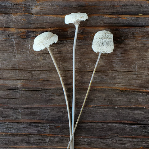 Vintage White Dried Floral Buttons