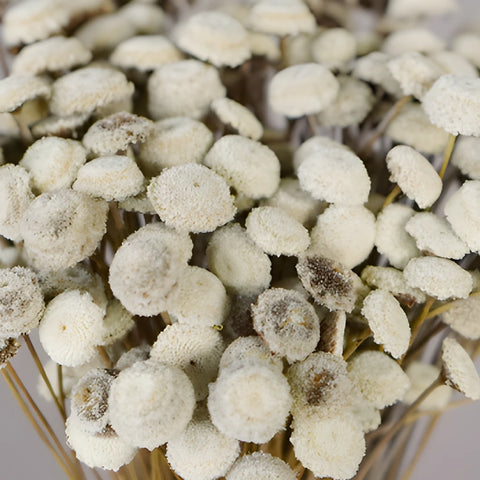 Vintage White Dried Floral Buttons
