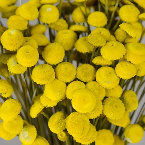 Yellow Dried Floral Buttons