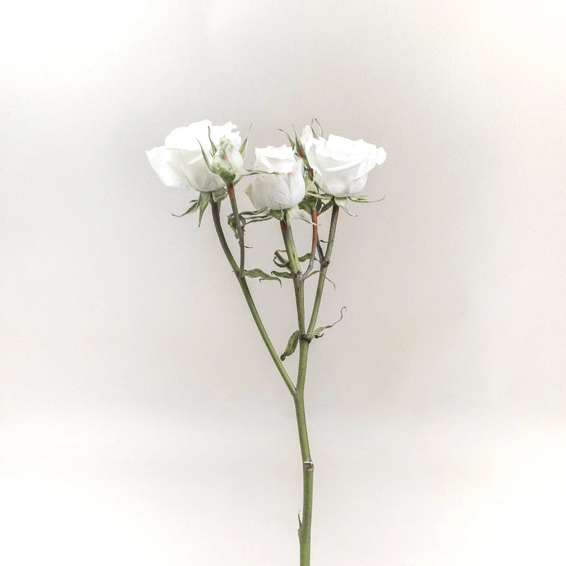 Floreana White Spray Rose Stem