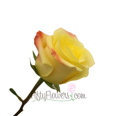 Florida Strawberry Kiss Yellow Rose Side Stem View