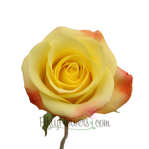 Florida Strawberry Kiss Yellow Rose Stem