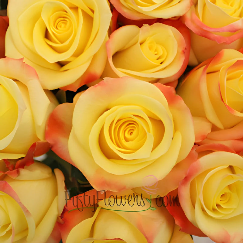 Florida Strawberry Kiss Yellow Roses up close