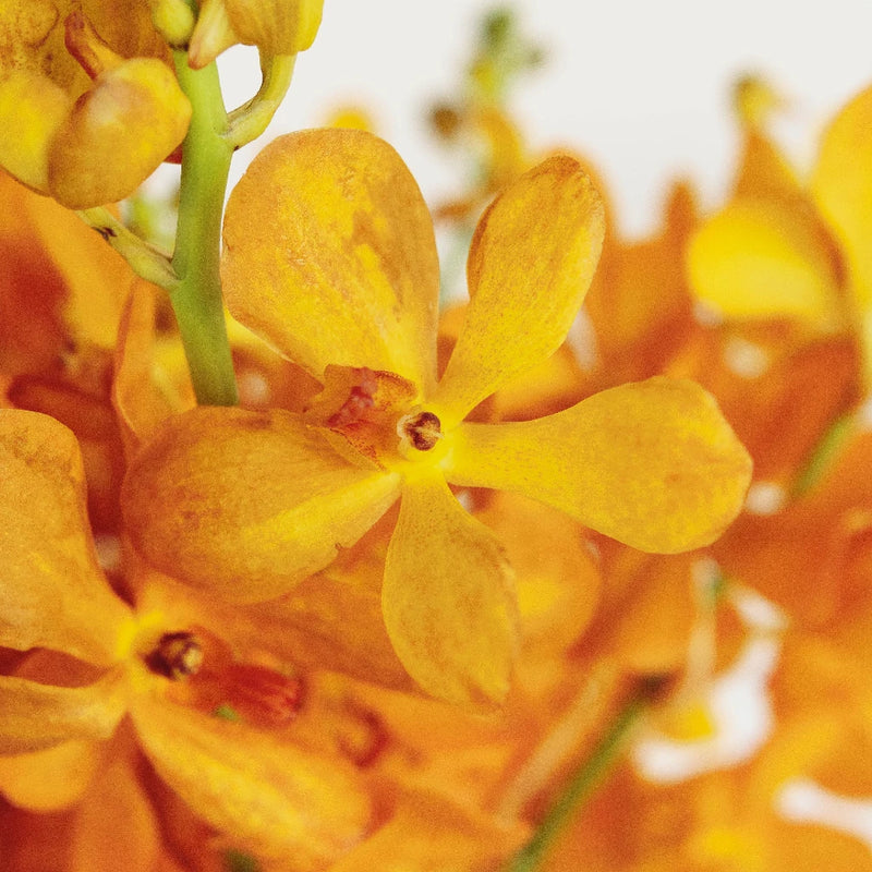 Florida Sunset Mokara Orchid Close Up - Image