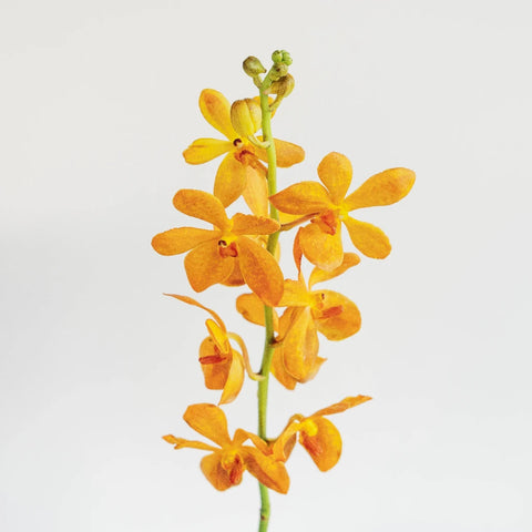 Florida Sunset Mokara Orchid Stem - Image