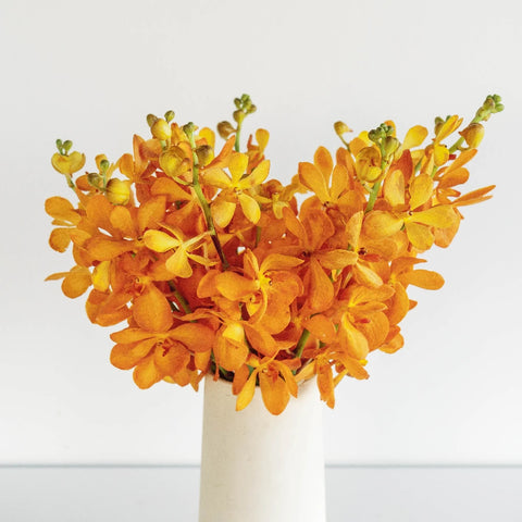 Florida Sunset Mokara Orchid Vase - Image