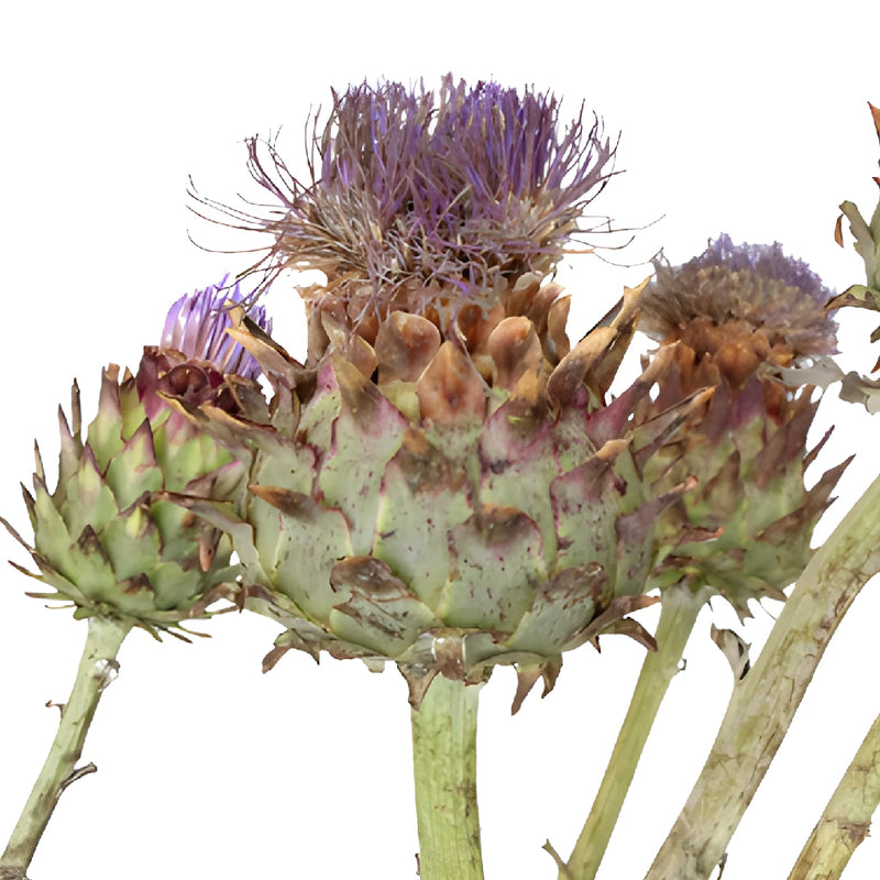 Flowering Artichoke For Flower Arranging