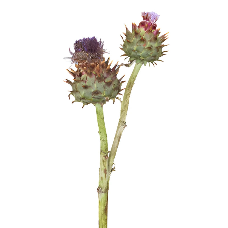 Flowering Artichoke For Flower Arranging