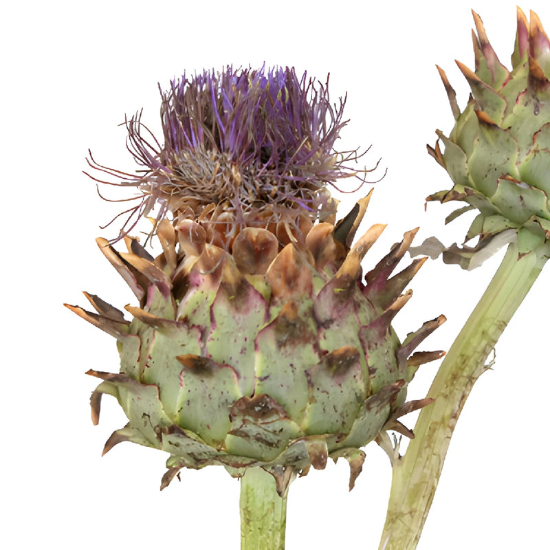 Flowering Artichoke For Flower Arranging