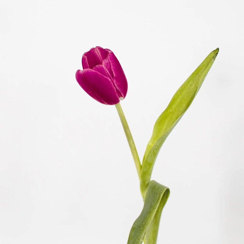 Flushed Tulips Stem - Image