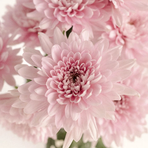 Football Mum Lavender Pink Close Up - Image