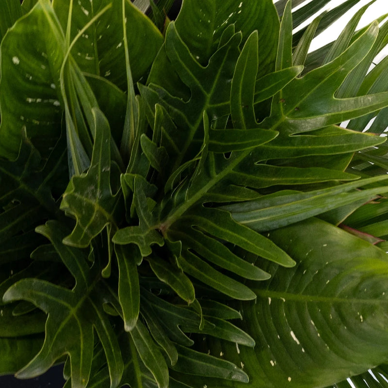 Forest Green Savanna Diy Flower Kit Close Up - Image