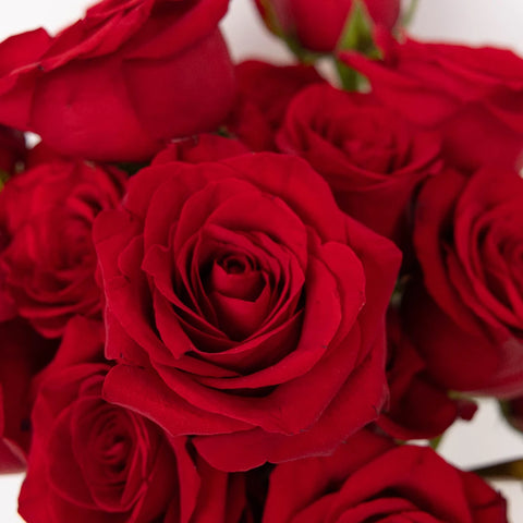 Fortune Fresh Cut Red Roses Close Up - Image