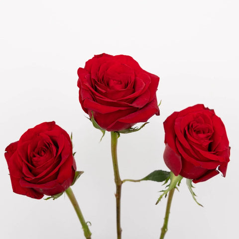 Fortune Fresh Cut Red Roses Stem - Image