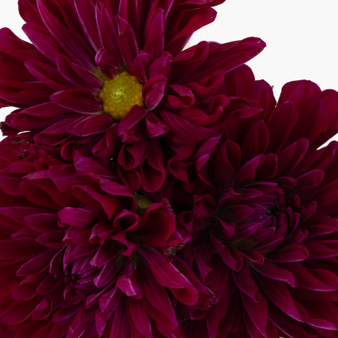 Fox Maroon Dahlia Flower Other - Image