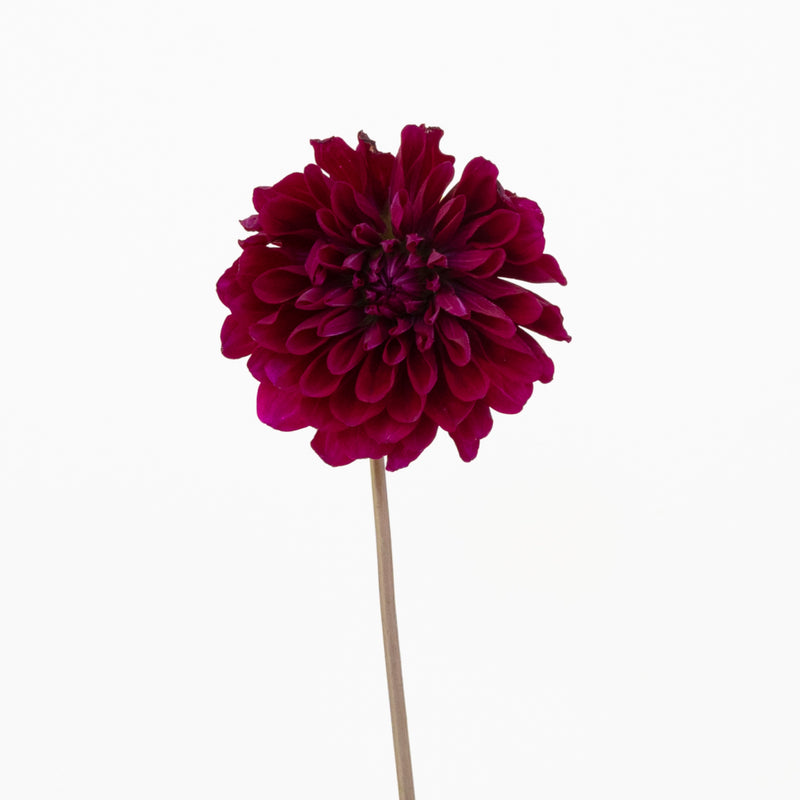 Fox Maroon Dahlia Flower Other - Image
