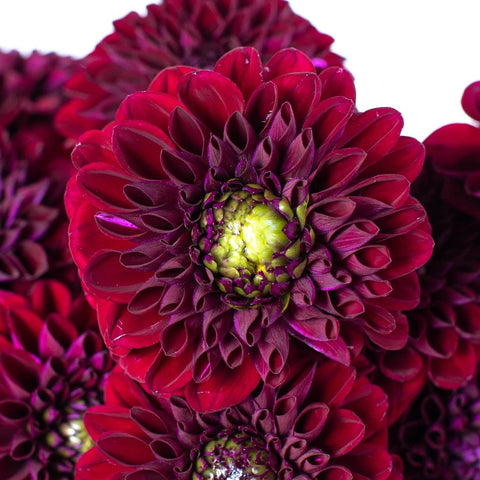 Fox Maroon Dahlia Flower Close Up - Image