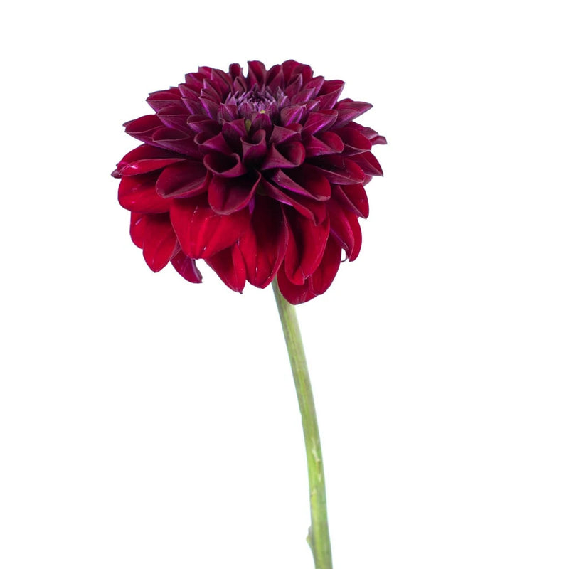 Fox Maroon Dahlia Flower Stem - Image