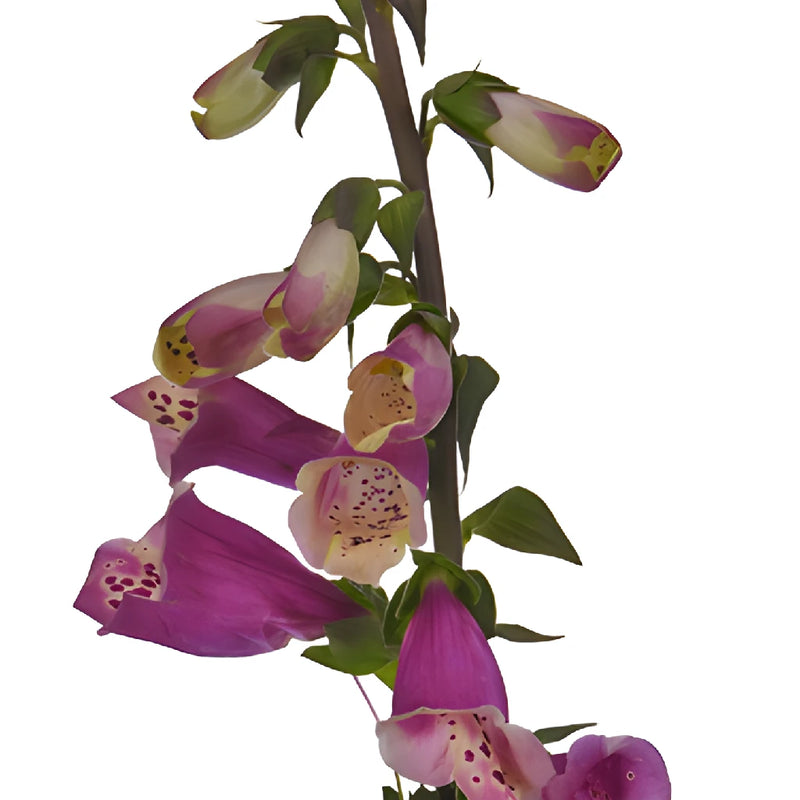 Hot Pink Foxglove Flowers