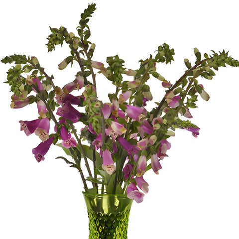 Hot Pink Foxglove Flowers