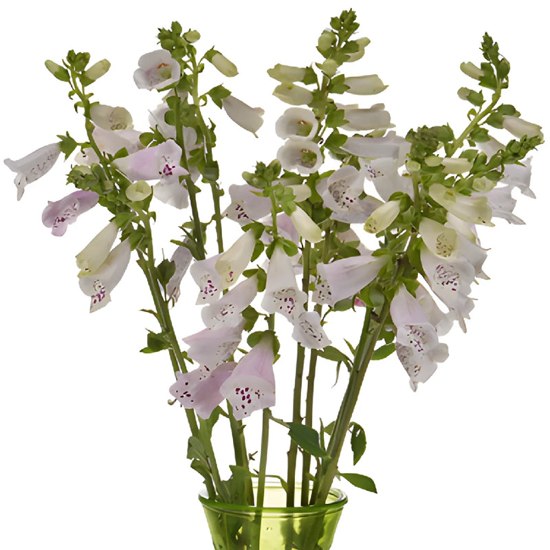 White with a Kiss of Pink Foxglove Flowers