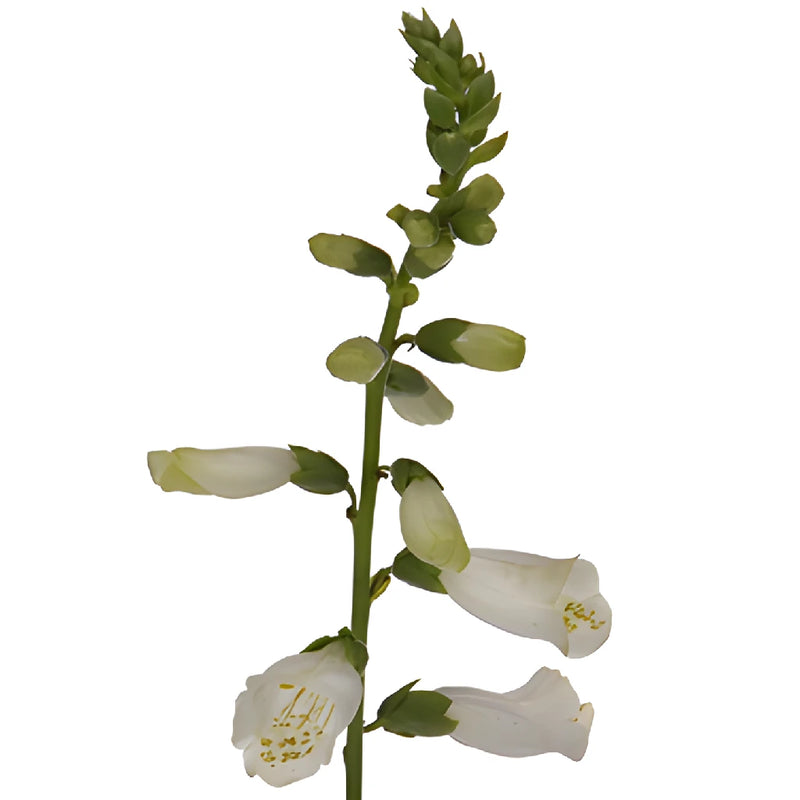 White Foxglove Flower