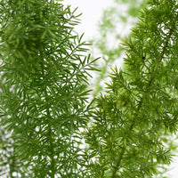 Wedding greenery foxtail filler flower for sale near me