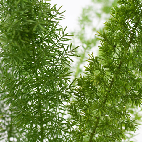 Wedding greenery foxtail filler flower for sale near me