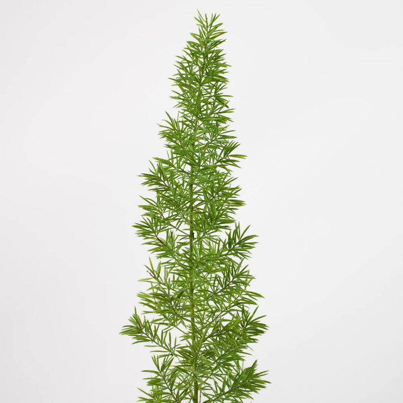 Foxtail Greenery Stem