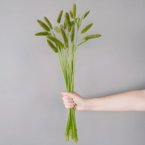 Wholesale greenery fresh cut foxtail millet filler flowers sold for delivery