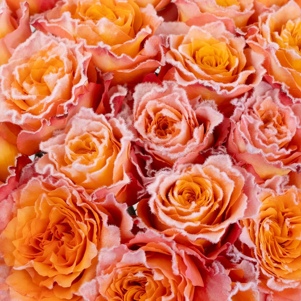 Buy Wholesale Orange Tinted Free Spirit Fuzzy Roses in Bulk - Fifty