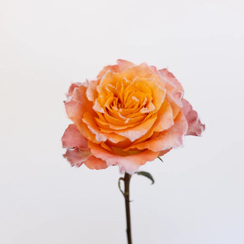 Free Spirit Fuzzy Roses Stem - Image