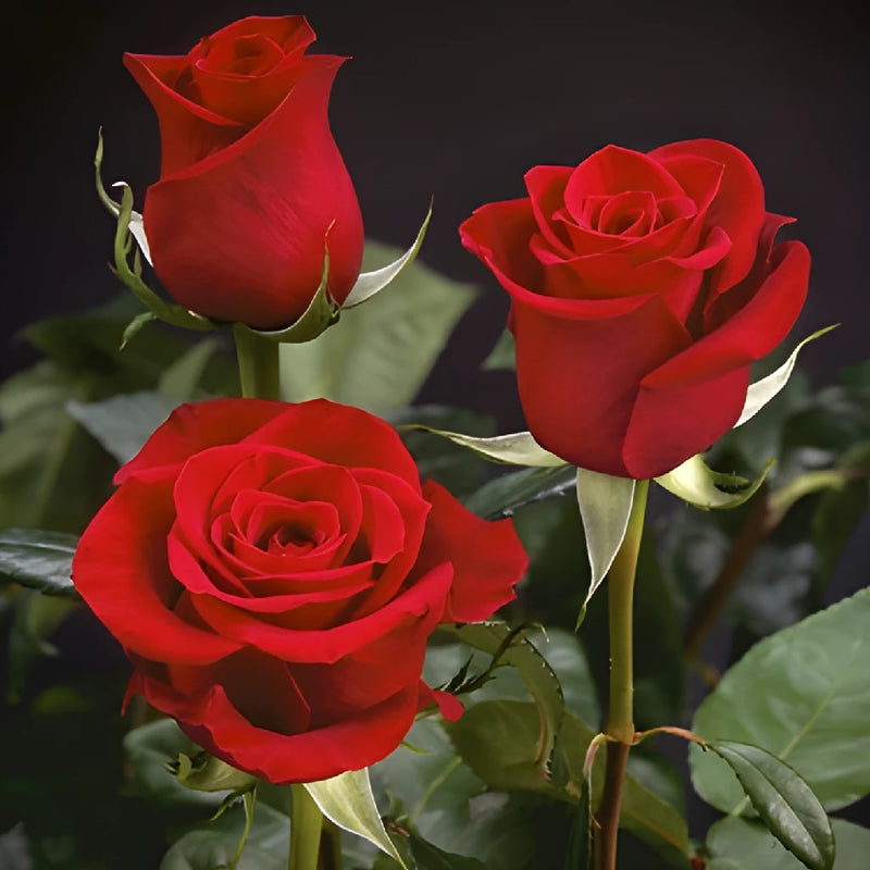 XXL Extra Extra Long Stemmed Freedom Red Rose