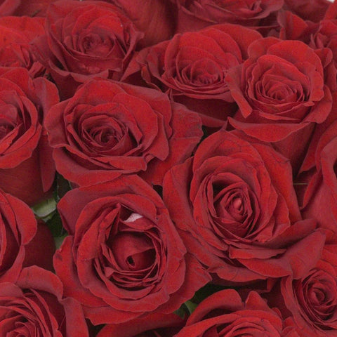 Freedom Red Rose Express Delivery Close Up - Image