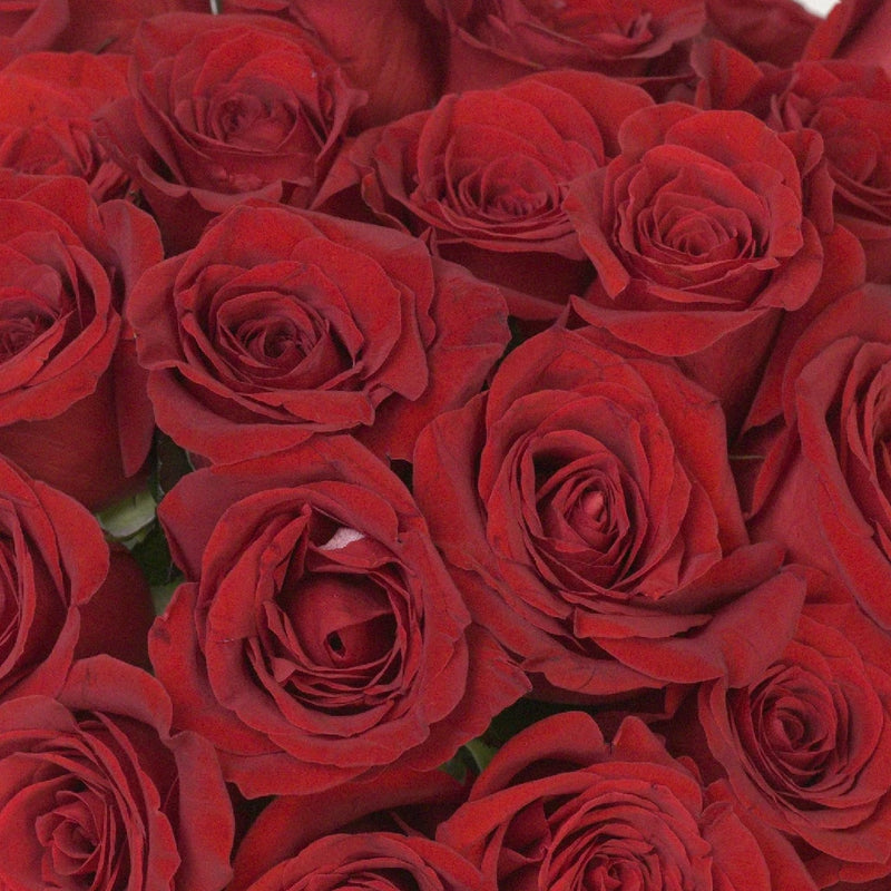 Freedom Red Rose Promotion Close Up - Image