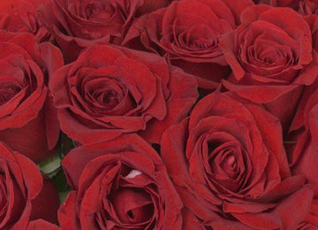 Freedom Red Rose Close Up - Image