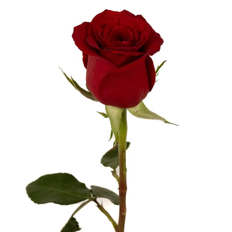 Freedom Red Rose - Image