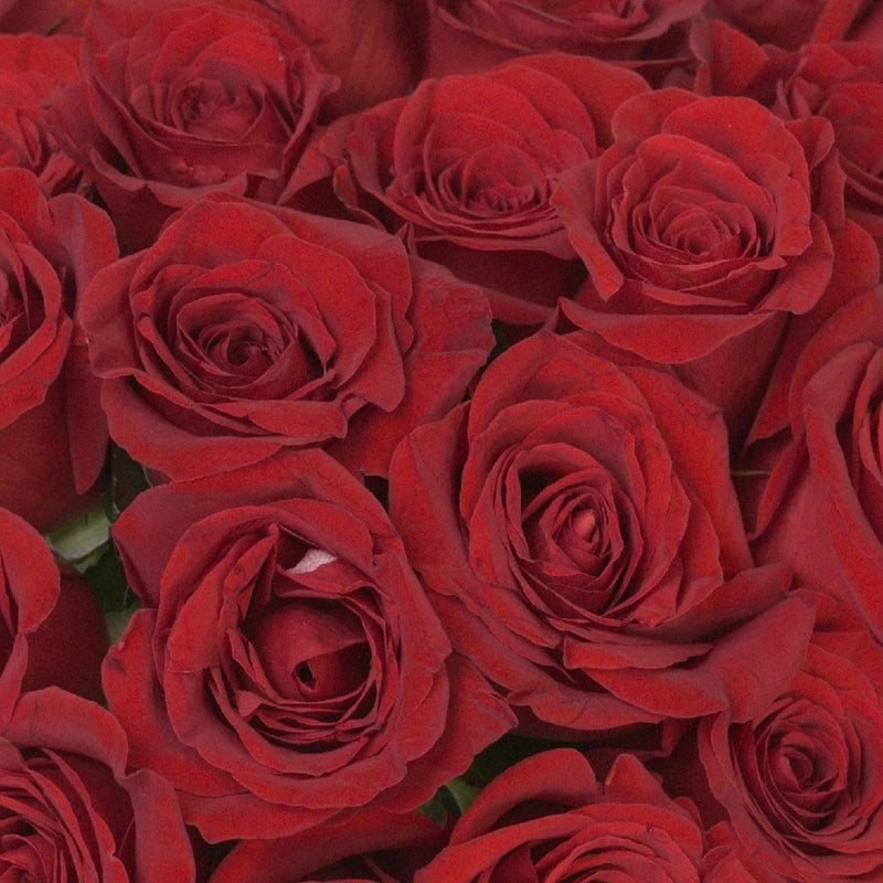 Freedom Red Roses For Valentines Day Close Up - Image