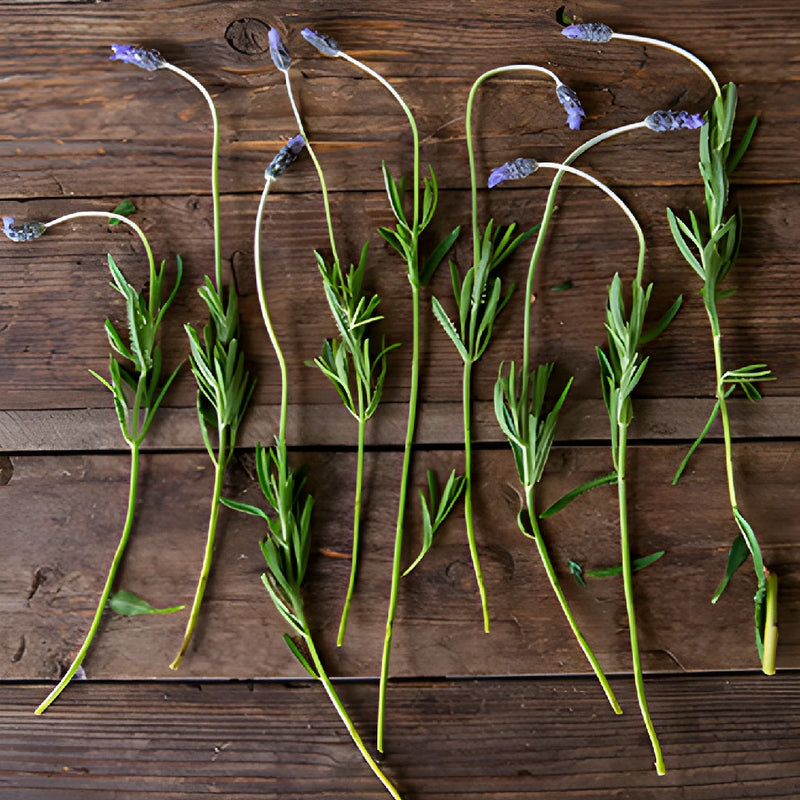 French Lavender Flower