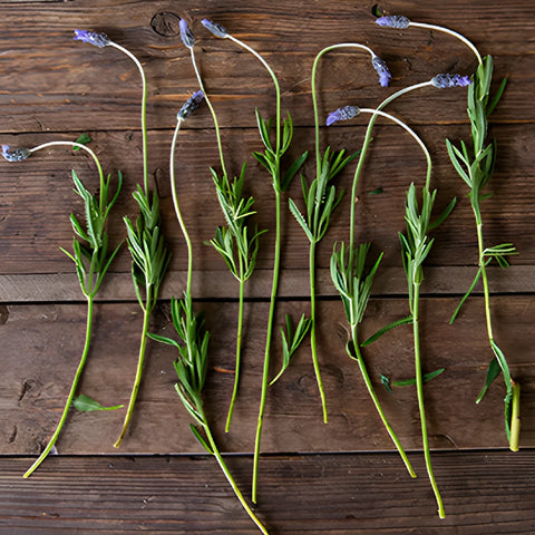 French Lavender Flower