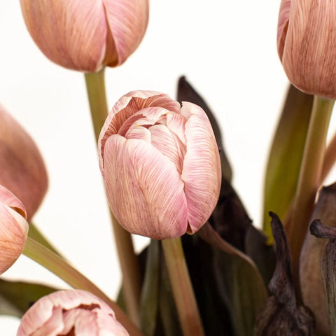 French Truffle Brownie Tulip Close Up - Image