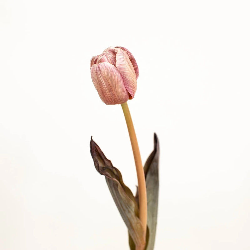French Truffle Brownie Tulip Stem - Image