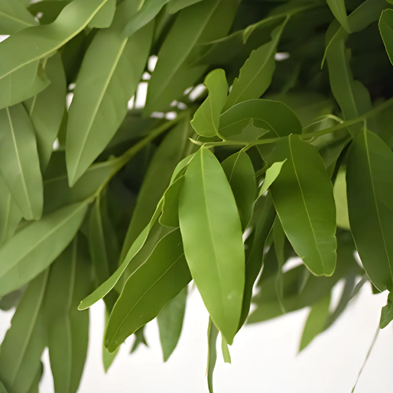 Wedding greenery fresh fall bay leaf filler flowers sold near me