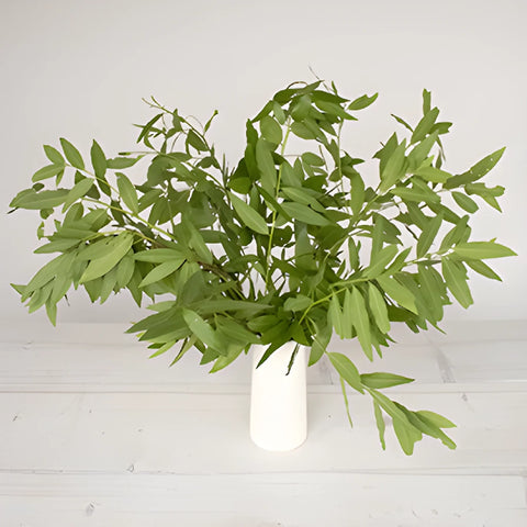 Bulk greenery fresh fall bay leaf filler flowers designed