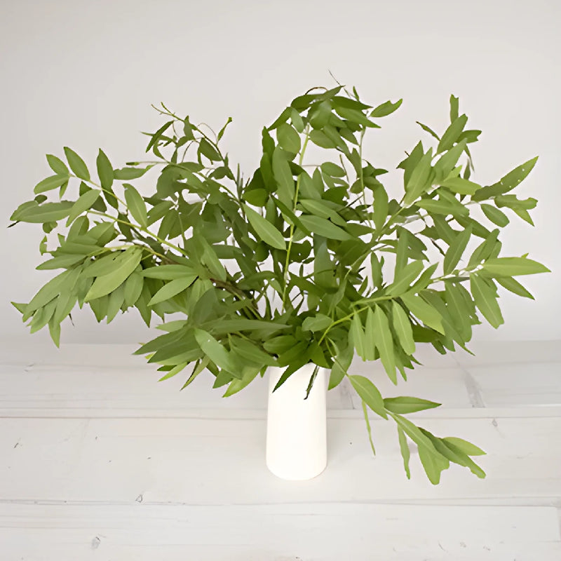 Bulk greenery fresh fall bay leaf filler flowers designed