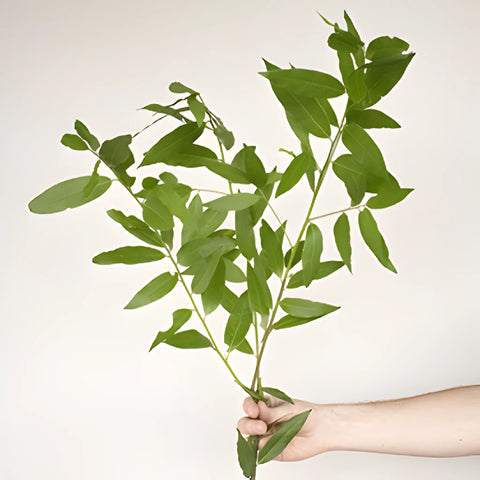 Fresh Fall Bay Leaf Greens