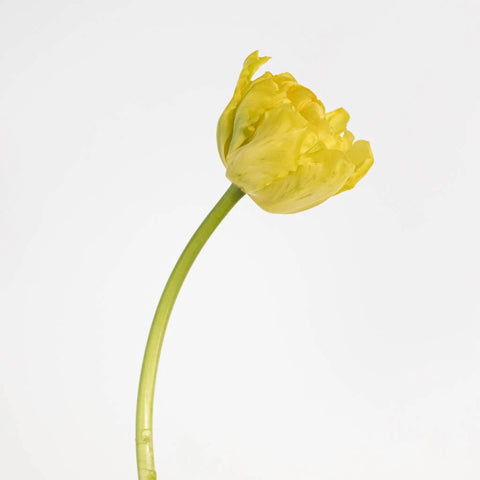 Fresh Bulk Yellow Double Tulips Close Up - Image