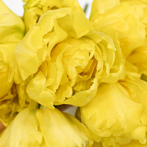 Fresh Bulk Yellow Double Tulips Stem - Image