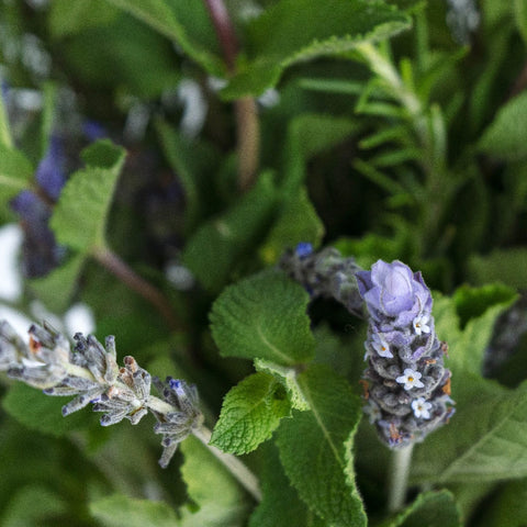 Fresh Cut Herb Assortment Close Up - Image