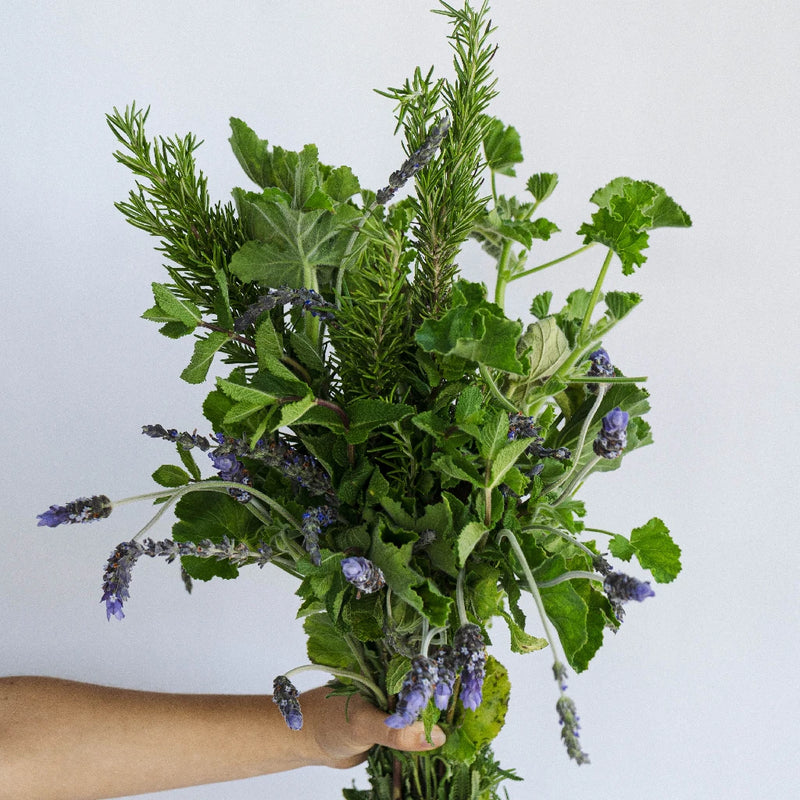 Fresh Cut Herb Assortment Stem - Image